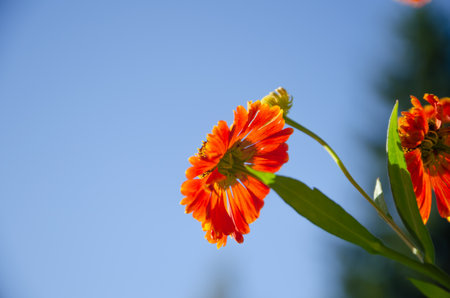orange flower against a blue sky. High quality photoの写真素材