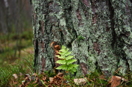 fern leaf near a tree in the forest. High quality photoの写真素材