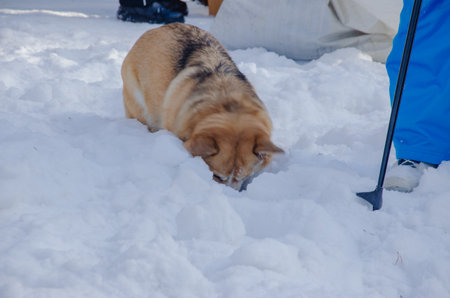 the dog lowered its head into the snow. Welsh Corgi dog searches in the snow. High quality photoの写真素材
