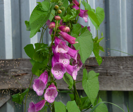 Foxglove along the fence, a beautiful plant for garden design. High quality photo