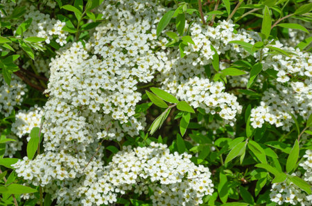 background of white cherry blossoms blooming in spring. High quality photo