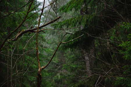 tree branches in the forest, dark spruce forest in the rain. High quality photoの写真素材