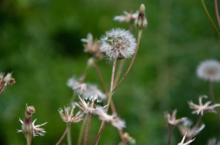 dandelion fluffy flies around. High quality photo