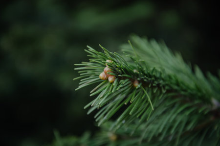 green background from a spruce branch with buds. High quality photo