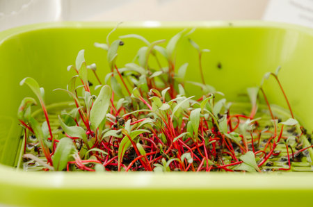 microgreens from light, beet sprouts for healthy nutrition. High quality photoの写真素材