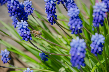 Spring muscari flowers in the garden, natural background. High quality photoの写真素材