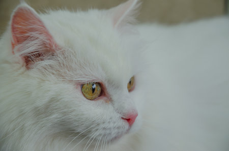 Portrait of a white cat with green eyes. High quality photoの写真素材