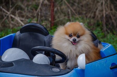 A small dog sits in a childrens car. High quality photoの写真素材