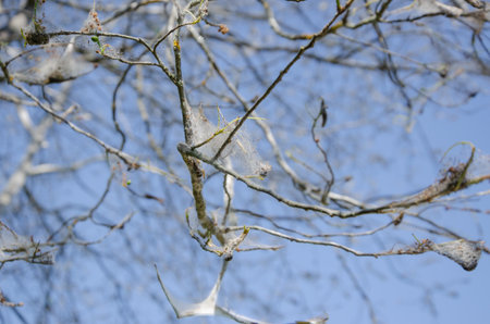 The trees were covered with cobwebs and caterpillars. High quality photo