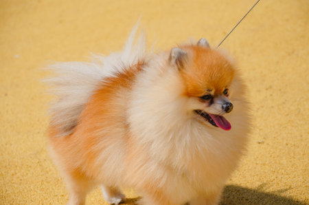 Small red dog Spitz on a yellow background. High quality photoの写真素材