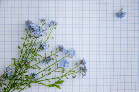 Forget-me-not flowers on a piece of paper, background. High quality photo