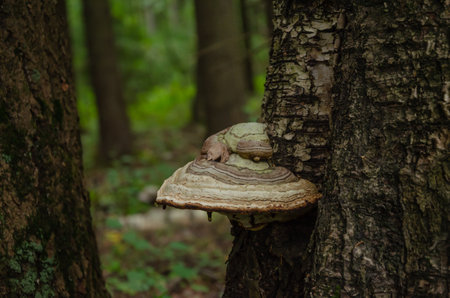 Beautiful tree mushroom on a tree trunk in the forest. High quality photo