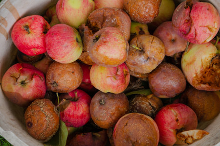 rotten red apples, autumn harvest spoils. High quality photoの写真素材