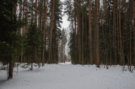 Winter pine forest. Walk in the woods. High quality photoの写真素材