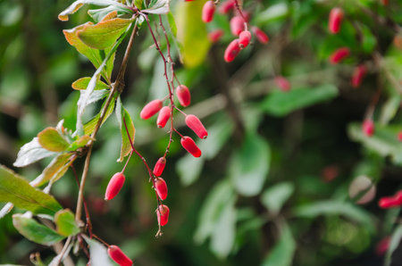 Ornamental barberry shrub in autumn with red berries. High quality photo