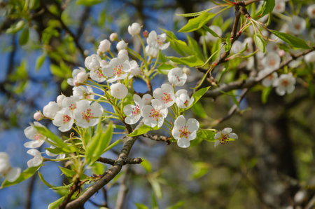 Apple tree blooming white flowers in spring, flowering tree. High quality photoの写真素材