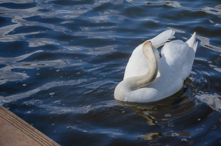 Swan swims near the shore in the park. High quality photoの写真素材