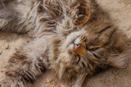 Street stray fluffy cat basking in the sand. High quality photoの写真素材