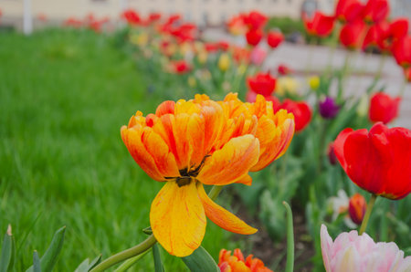 Tulips bloomed on the lawn, design and decorations of the city. High quality photoの写真素材