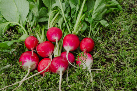 radishes lie in bunches on the grass, harvesting. High quality photoの写真素材