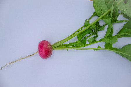 one radish with leaves on a light background. High quality photoの写真素材