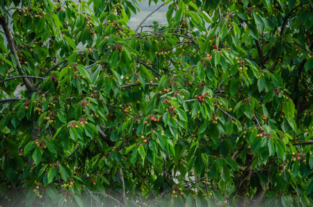 The cherries on the tree are ripening, there are a lot of berries in the garden. High quality photo