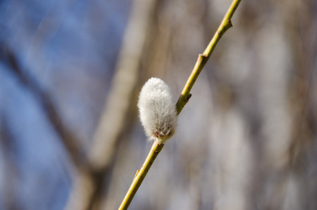 Willow branch with bud blossoming in spring. High quality photoの写真素材