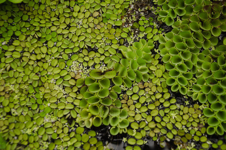 Duckweed floats on the surface of the water. High quality photo