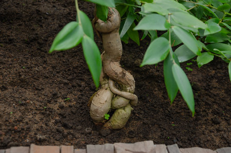 Aerial roots of the ficus microcarp plant are intertwined. High quality photoの写真素材
