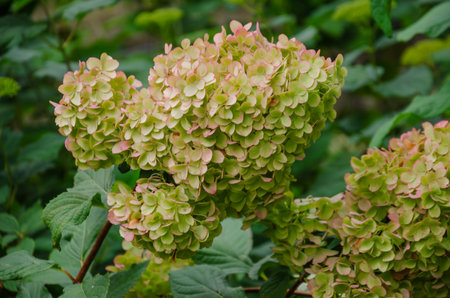 Beautiful hydrangea blooming in the garden. High quality photo