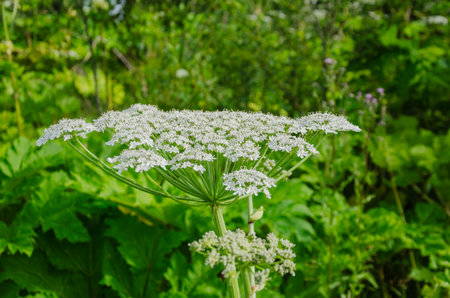 Umbelliferous plant Heracleum hogweed grows and blooms. High quality photo