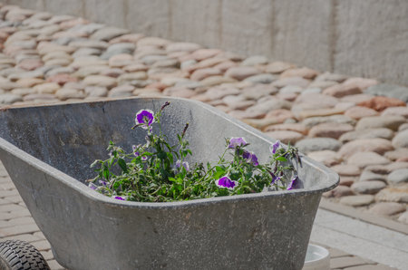 Flower planting pansies, concept of decorating the city in spring with flowers. High quality photo