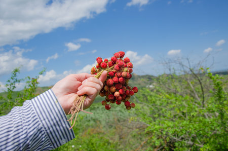 holding strawberries in his hand against the background of nature, picking berries. High quality photoの写真素材