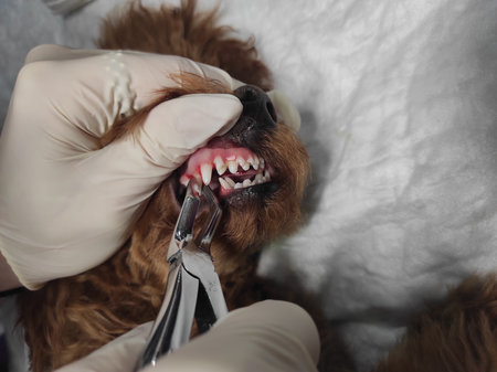 Pulling out milk canines in a puppy. High quality photoの写真素材