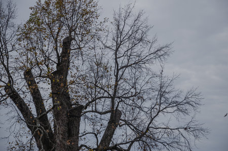 Tree with bare branches without leaves on the background of gray sky. High quality photo