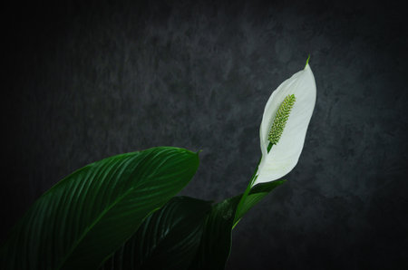 Spathiphyllum flower blooms with white flowers on a dark background. High quality photoの写真素材