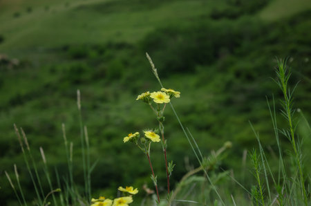 against the background of green hills yellow small flowers. High quality photo