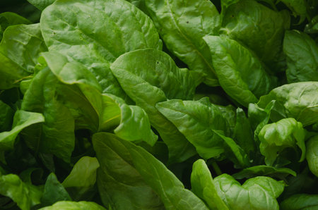 Spinach leaves close-up, natural green background. High quality photoの写真素材