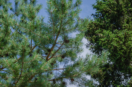 Pine branches on blue sky background, natural background. High quality photo