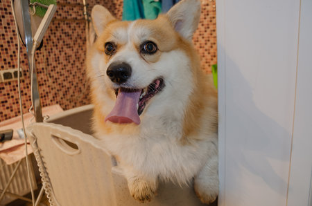 Corgi dog in the bathtub in the grooming salon does not want to wash. High quality photoの写真素材
