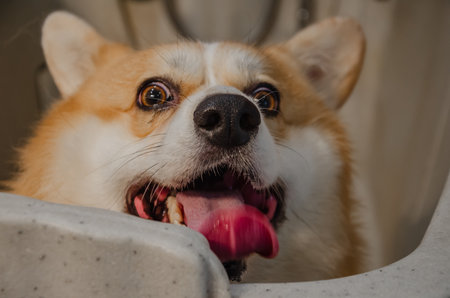 Corgi dog in the bathtub in the grooming salon does not want to wash. High quality photoの写真素材
