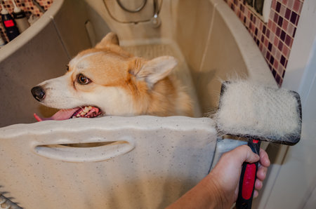 Corgi dog scratched with a comb in the bathroom, a lot of hair on the brush. High quality photoの写真素材