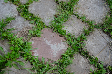 Background of paving slabs overgrown with grass in the city or garden. High quality photoの写真素材