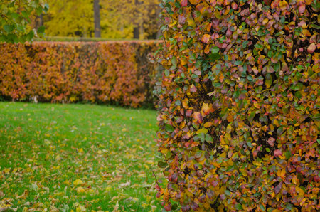 The background of an autumn bush with multi-colored leaves is beautifully and evenly trimmed. High...