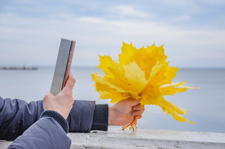 Taking pictures of a bouquet of yellow maple leaves on your phone. High quality photoの写真素材