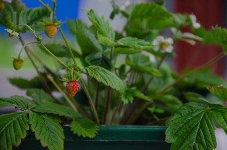 strawberries grow in a pot, bloom and the berries ripen. High quality photoの写真素材