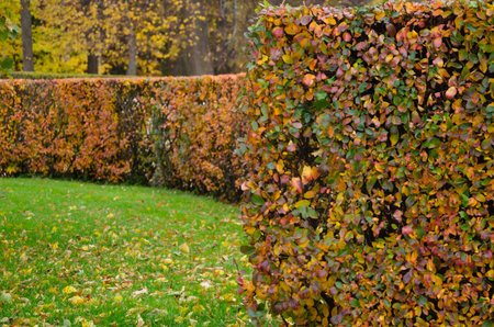 The background of an autumn bush with multi-colored leaves is beautifully and evenly trimmed. High quality photoの写真素材