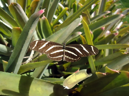 Butterfly picture background                               