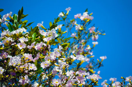 Sakura blossom Japanese cherry tree