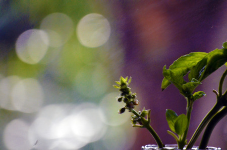 Basil flower background with bokehの写真素材